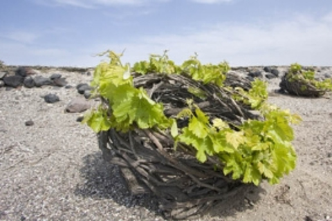 Santorin : visite de 3 caves avec un sommelierVisite privée du vignoble