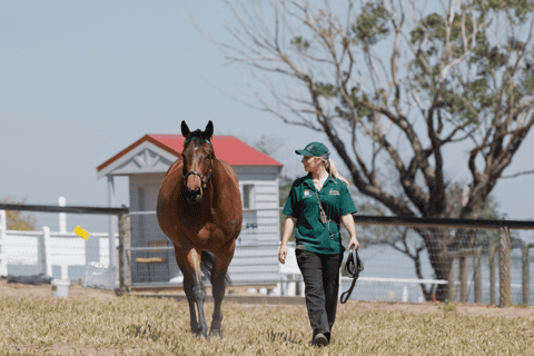 Melbourne: Full-Day Horses, Wine, and Beer Tour