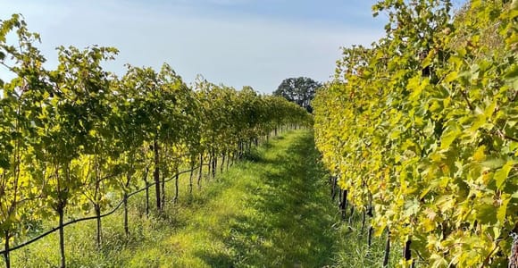Verona: private tour of Soave and Amarone