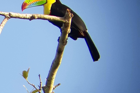 Panama City: Ancon Hill Eco-Walk with Wildlife Spotting