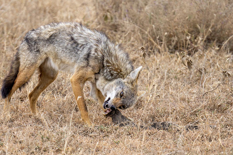 Tanzania: 4 giorni di safari di lusso in Tanzania