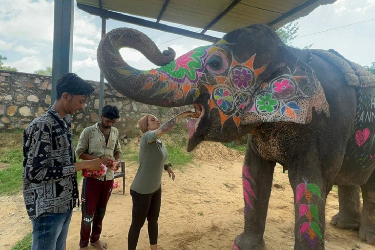 Jaipur: Hathigao Elephant Village Ride, Feeding, & Photos Riding, Feeding, Climbing And Photography with Elephant