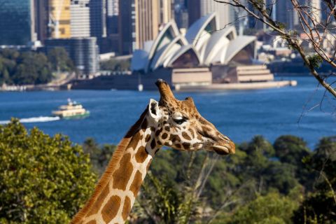 Sydney: biglietto per il Taronga Zoo