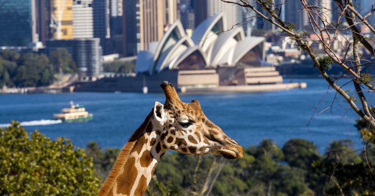 Sydney: Taronga Zoo Tickets | GetYourGuide