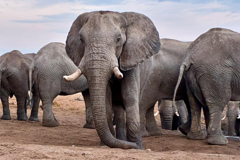 Victoria Falls: Guided Safari in Your Own 4x4 Vehicle