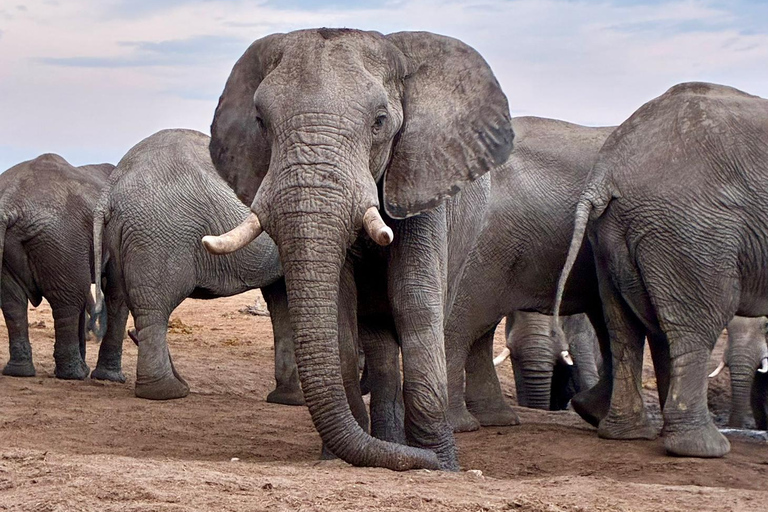 Victoria Falls: Guided Safari in Your Own 4x4 Vehicle