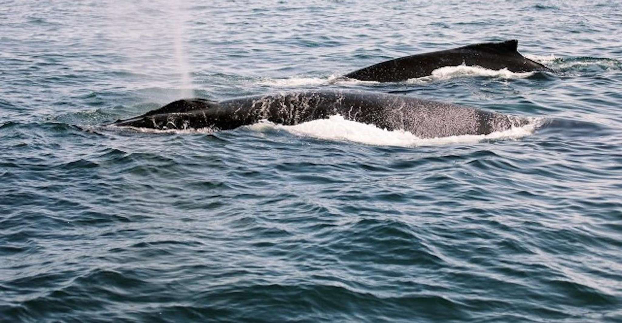 Santa Barbara, Croisière catamaran à l'observation des baleines avec bar - Hizvo