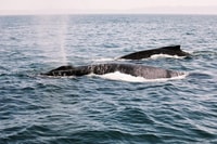 Santa Barbara, Whale Guardare Catamarano Crociera con Bar - Hizvo