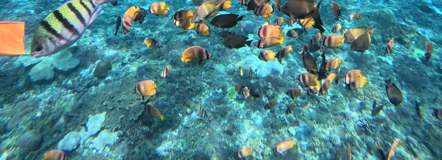 Nusa Penida : Excursion d'une journée à l'ouest avec déjeuner et plongée avec masque et tuba