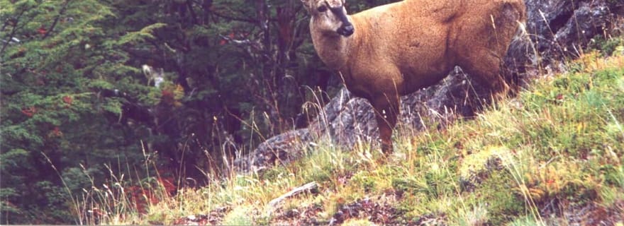 Randonnée panoramique vers la Laguna del Diablo – Réserve naturelle de Los Huemules, Patagonie