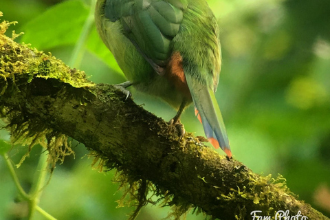 Monteverde: Halbtagestour zur VogelbeobachtungGemeinsame Gruppentour