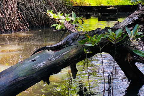 Bentota River Safari: Entdecke Wildtiere und Mangroven vom Boot ausBentota River Safari: Entdecke die Tierwelt und Mangroven vom Boot aus