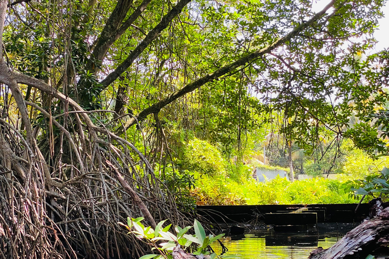 Bentota River Safari: Entdecke Wildtiere und Mangroven vom Boot ausBentota River Safari: Entdecke die Tierwelt und Mangroven vom Boot aus