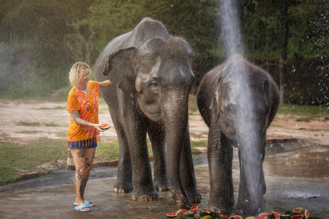 Chiang Mai : Programme éthique d&#039;alimentation et de douche des éléphants