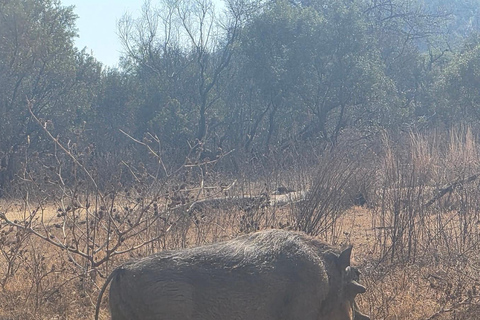 From Johannesburg: Lion & Safari Park Guided Game Drive