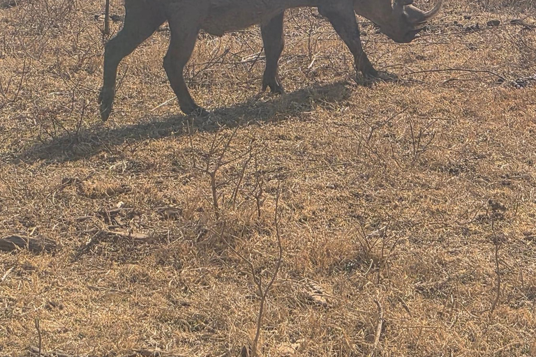 From Johannesburg: Lion & Safari Park Guided Game Drive