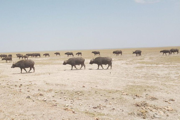 Nairobi: 4 Days epic trip to Amboseli, Tsavo West & East