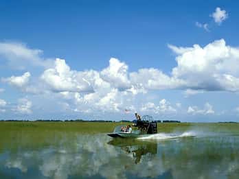 Everglades: Sumpfboot & Alligator-Show am Morgen oder Abend Everglades: Sumpfboot & Alligator-Show am Morgen oder Abend