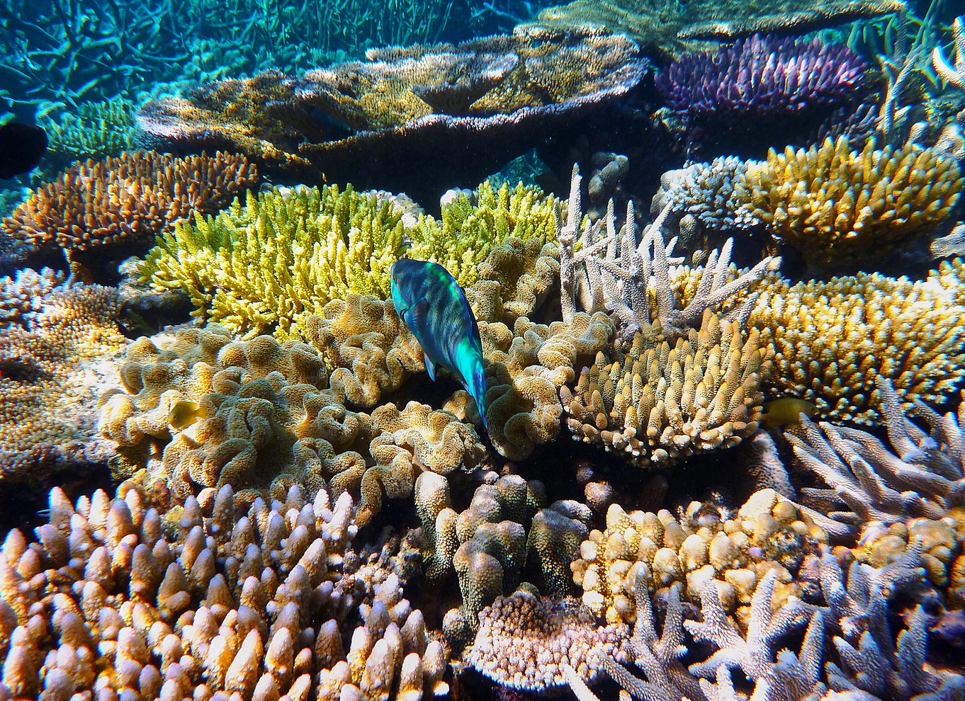 Cairns: Ydre og Coral Cay Snorkel- og dykkerkrydstogt