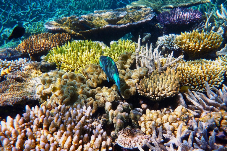Cairns: Outer i Coral Cay Snorkel i rejs nurkowyRejs po Wielkiej Rafie Koralowej z 2 przystankami i 2 nurkowania dla początkujących