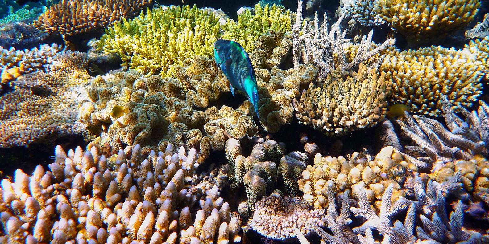 Cairns: Outer and Coral Cay Snorkel and Dive Cruise
