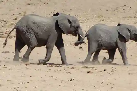 3-Day Private Tsavo East & West Safari – Experience wildness