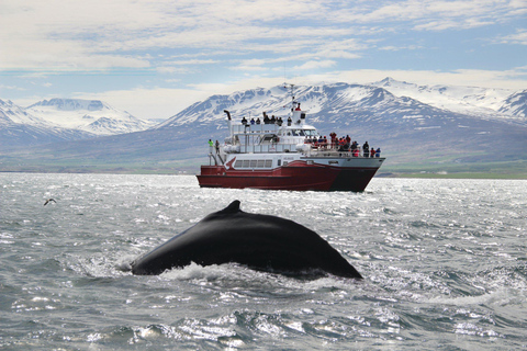 Iceland’s Iconic Landmarks: A 5-Day Ring Road AdventureWithout Extra Options