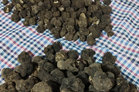 Belgrade: Truffle Hunting Tour With Dogs, Lunch & Wine