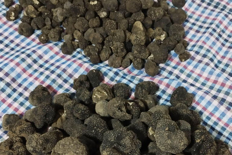 Belgrade: Truffle Hunting Tour With Dogs, Lunch & Wine