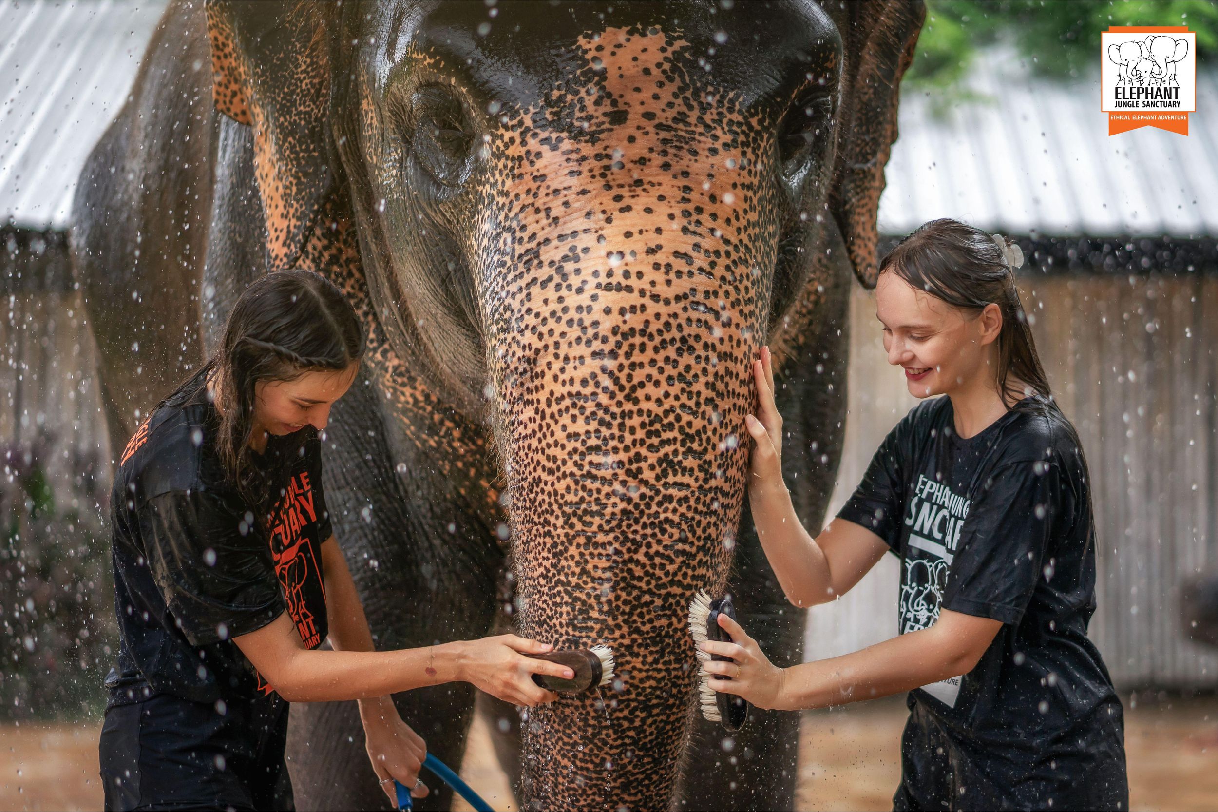 Von Phuket aus: Elefanten-Dschungel-Schutzgebiet Fütterung und Dusche