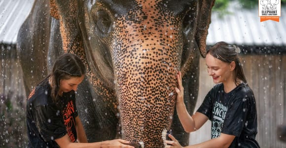 From Phuket: Elephant Jungle Sanctuary Feed and Shower Trip