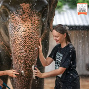 From Phuket: Elephant Jungle Sanctuary Feed and Shower Trip