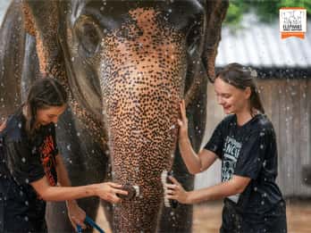 From Phuket: Elephant Jungle Sanctuary Feed and Shower Trip