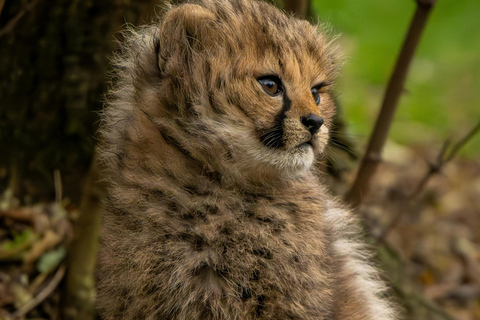 Nairobi: Lake Nakuru National Park Safari with Lunch