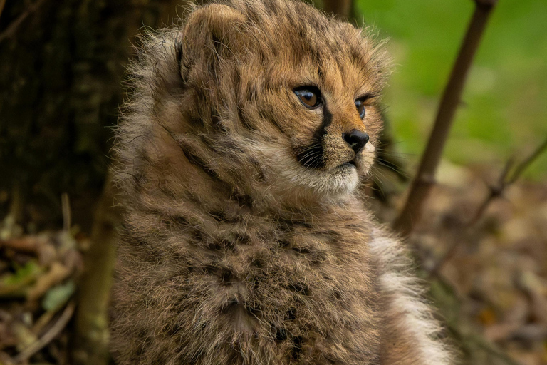 Nairobi: Lake Nakuru National Park Safari with Lunch
