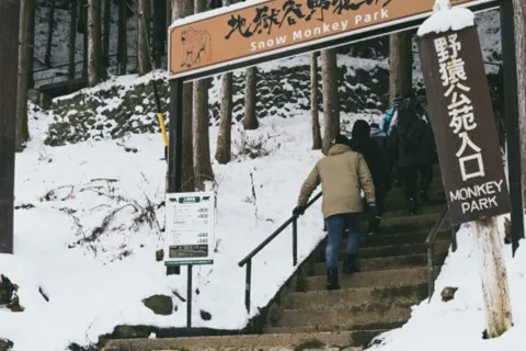 Da Tokyo: Tour privato del Parco delle Scimmie di Neve e del Tempio di Zenko-ji