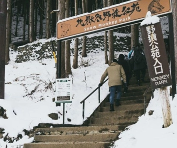 From Tokyo: Snow Monkey Park & Zenko-ji Temple Private Tour