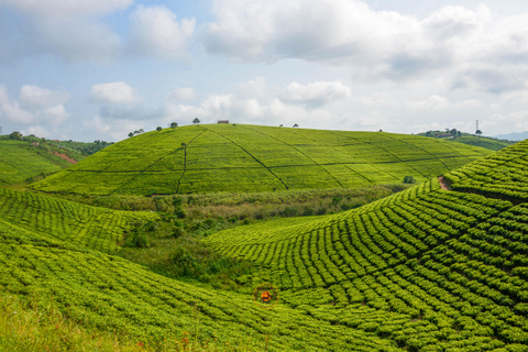 Safari in Uganda di 10 giorni tra natura e primati.