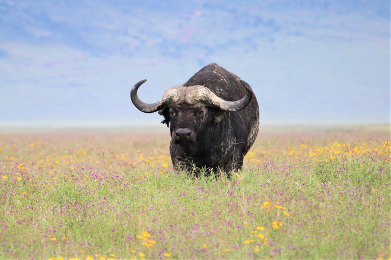 Safari de 7 días con los Cinco Grandes en el norte de TanzaniaMaravillas de la naturaleza