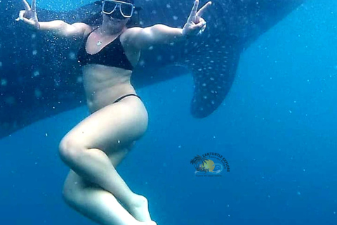From Zanzibar: Mafia island Whale Shark Adventure Day Trip