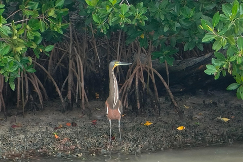 Flamingo tour Rio Lagartos, Yucatan 2 hours