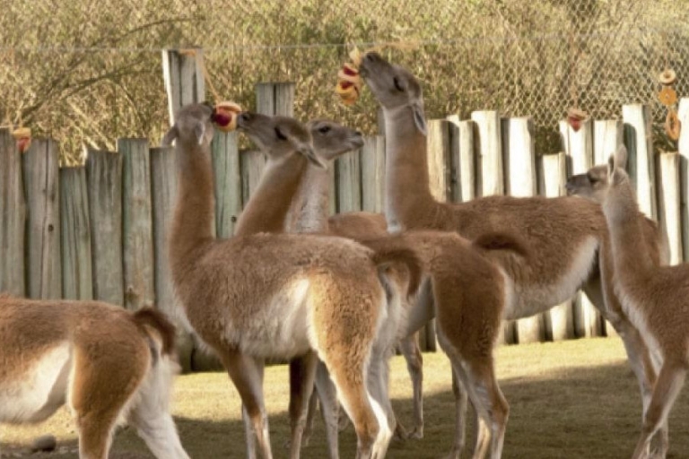 Ab Buenos Aires: Führung durch den Temaikèn Zoo