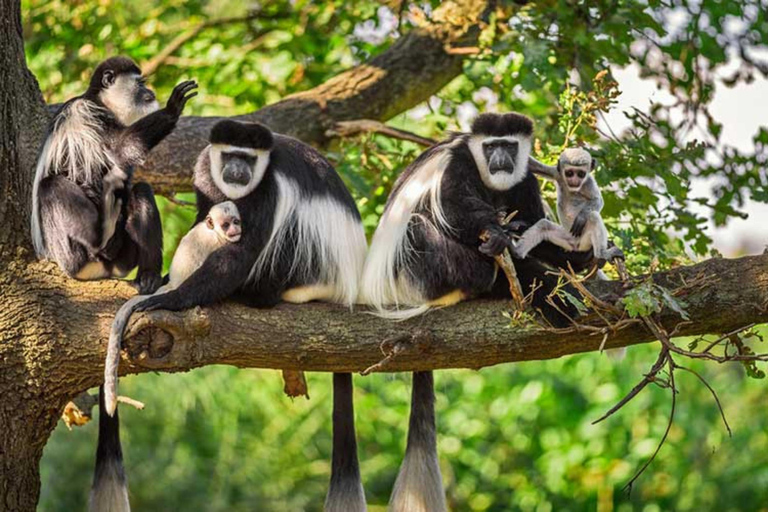 Från Kigali: 2-dagars Nyungwe National Park med Chimps Tour