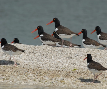 Everglades: Birding, Wildlife, and Photography Expedition