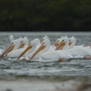 Everglades: Birding, Wildlife, and Photography Expedition