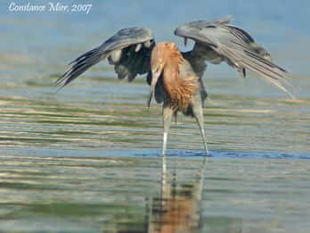Everglades: Vogelbeobachtung, Wildtiere und Foto-Expedition Everglades: Vogelbeobachtung, Wildtiere und Foto-Expedition