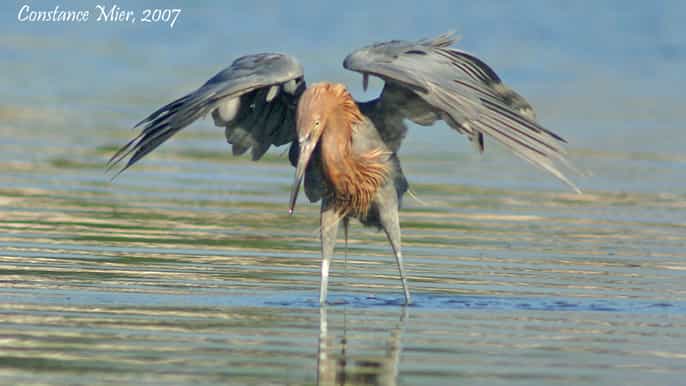 everglades birding della fauna selvatica e fotografia expedition
