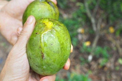 Zanzibar: Wycieczka po wiejskiej farmie z degustacją przyprawZanzibar: Wycieczka po farmie Village Green z degustacją przypraw