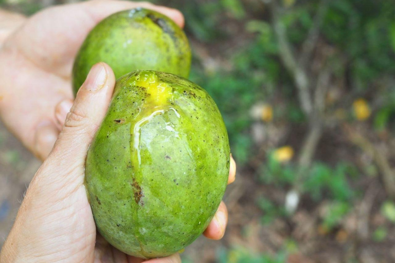 Zanzibar: Wycieczka po wiejskiej farmie z degustacją przyprawZanzibar: Wycieczka po farmie Village Green z degustacją przypraw