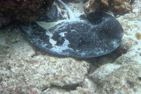 Muscat : Les îles Daymaniat s&#039;essaient à la plongée sous-marine